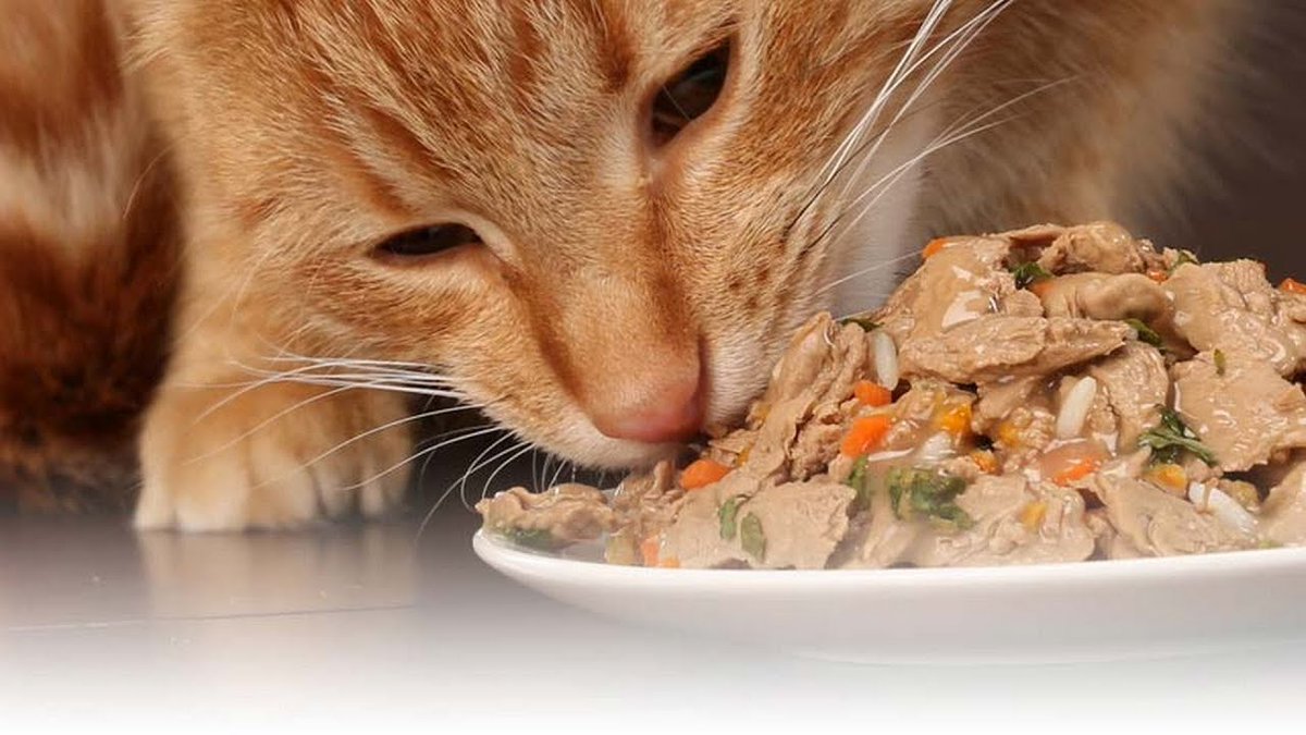 The Future of the Cat Wet Food Market
