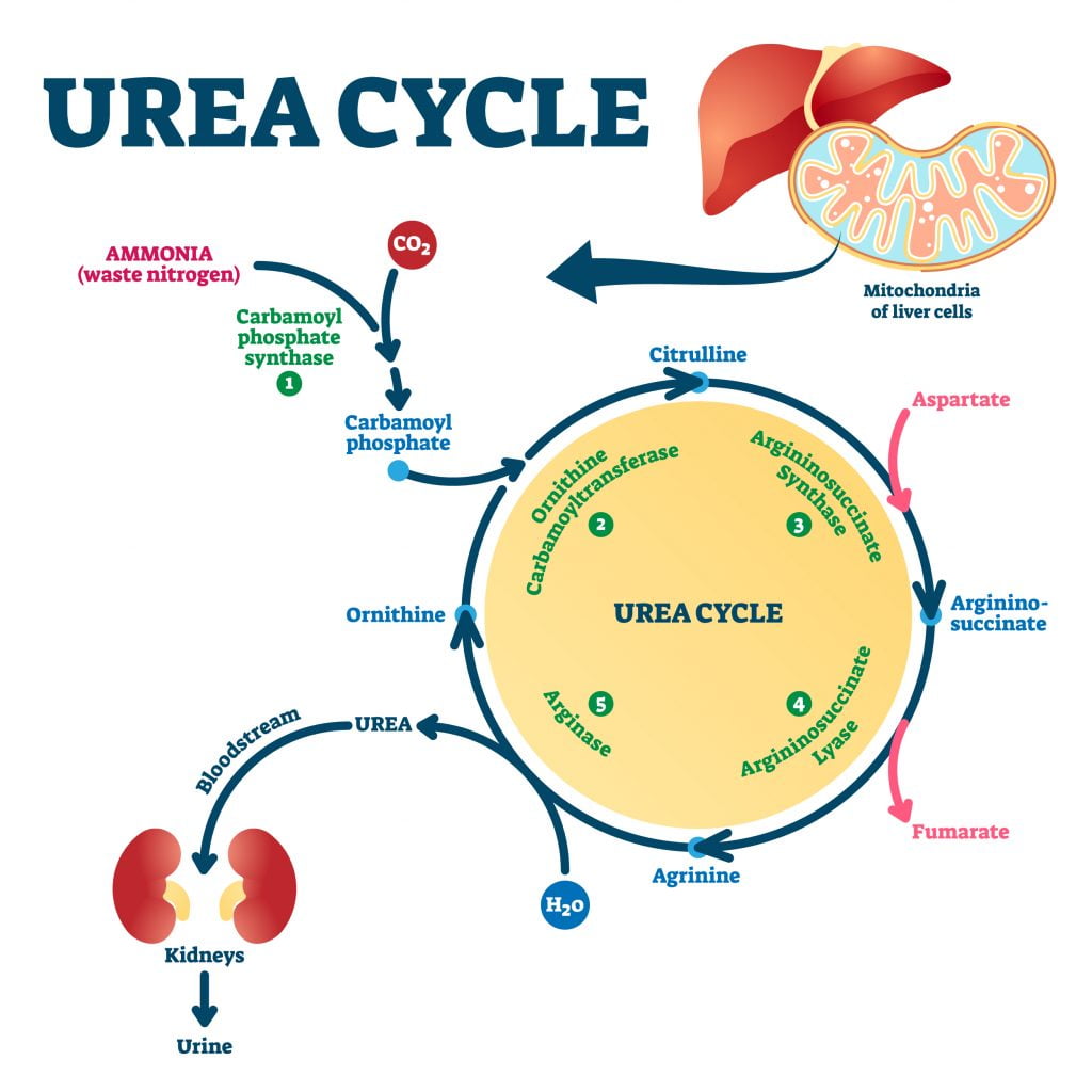 Urea Cycle Disorders Treatment Market