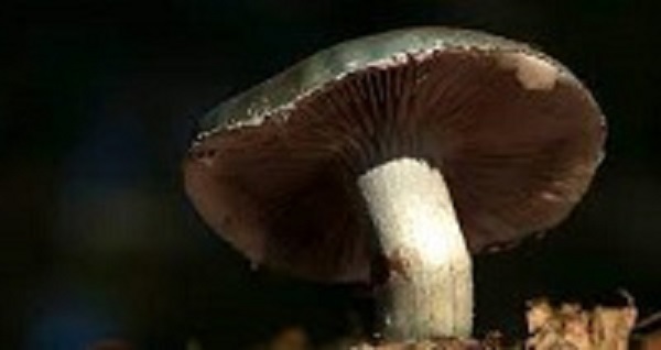 Mushroom-Derived Materials