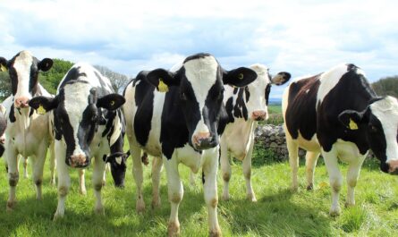 Climate-Smart Cows: Potential for Higher Milk Production in the Global South