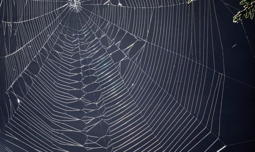 Synthetic Spider Silk Is Driven By Enhanced Properties Compared To Natural Silk
