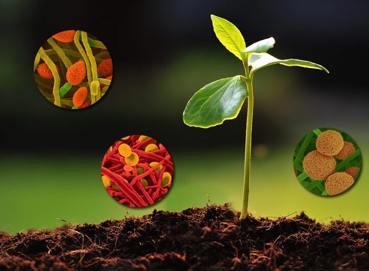The Global Biostimulants Market Driven By Increasing Need For Sustainable Agriculture Practices