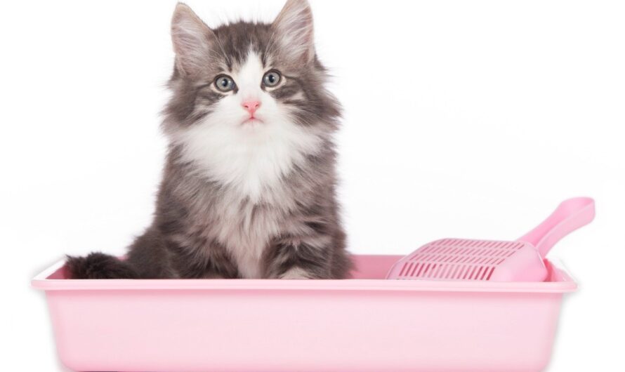 The Global Cat Litter Market Is Driven By Increasing Pet Adoption