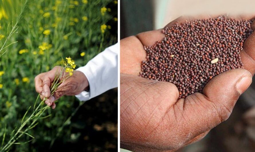 The Genetically Modified Seeds are Driven by Improved Crop Yield