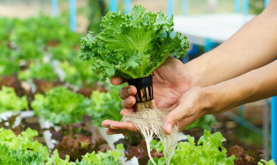 Hydroponics Market Growth Is Driven By Increasing Organic Food Consumption