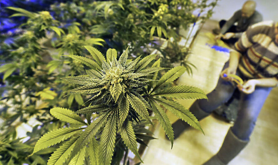 Legal Marijuana Market Propelled by Growing Legalization of Marijuana
