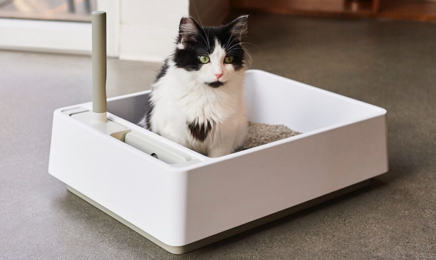 Choosing the Right Cat Litter: A Guide for Cat Owners