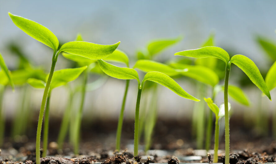 Plant Phenotyping: Unlocking Crop Improvement Through High-Throughput Trait Analysis