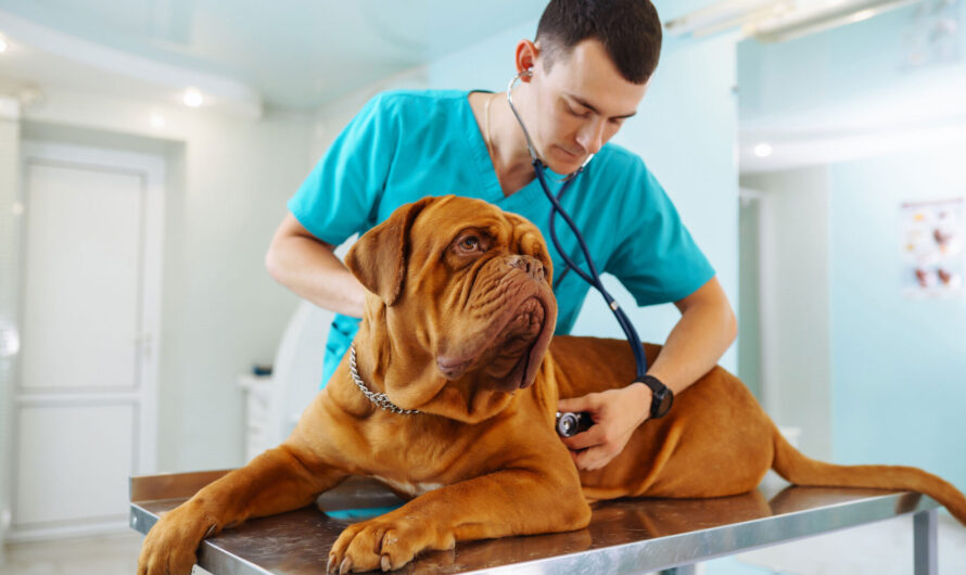 Veterinary Oncology: Cancer Care for our Furry Friends