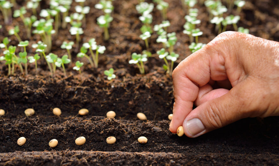 Vegetable Seed: Ensuring Food Security and Improving Livelihood