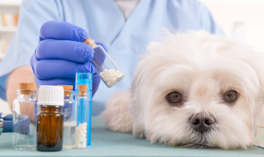Veterinary Drugs Compounding: Ensuring Tailored Medication for Pets