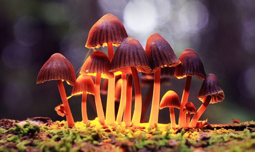 Psilocybin from Magic Mushrooms: A Promising Alternative for Medication-Resistant Depression with Manageable Side Effects