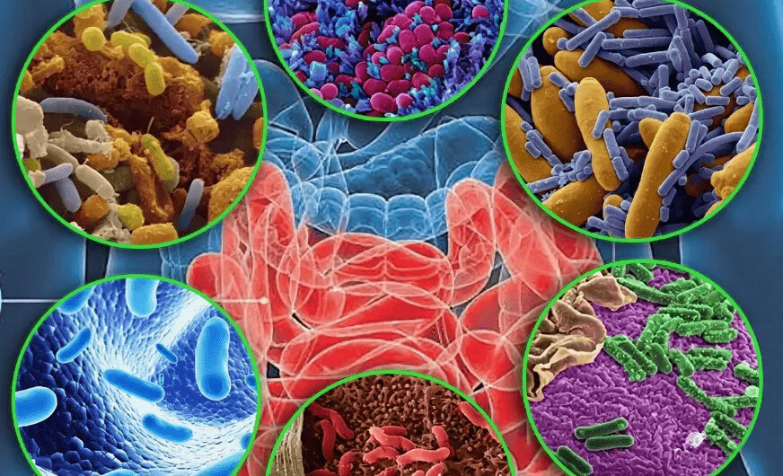 Microbiome Sequencing Service Market is in trends through Microbial Community Profiling